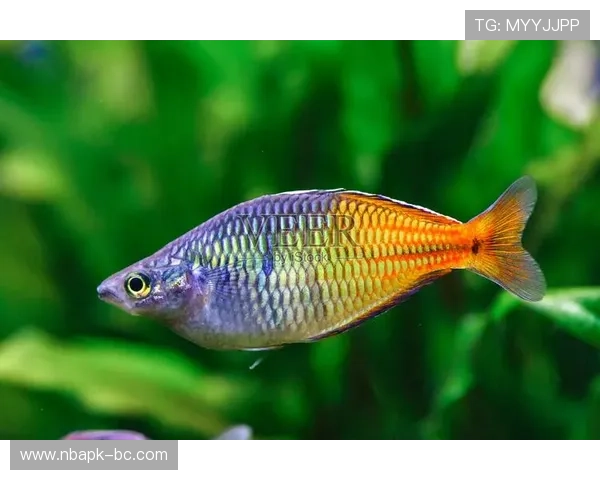 博鱼综合平台多款热门游戏推荐及最新版本更新内容详解